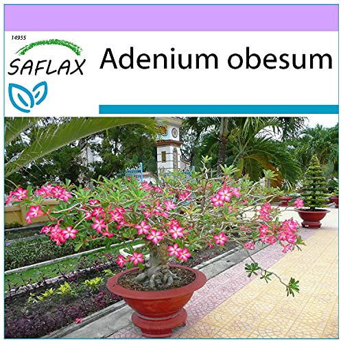 SAFLAX - Rosa del deserto - 8 semi - Adenium obesum