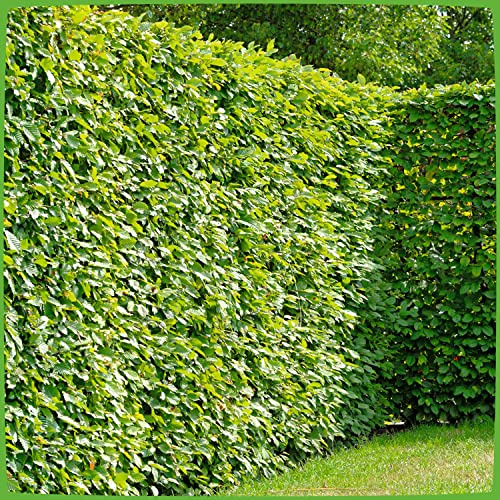 GARTEN SCHLÜTER® Hainbuche/Weißbuche - Carpinus betulus | Laubhecke schnellwachsend winterhart schnittverträglich Heckenpflanze - Hainbuchenhecke