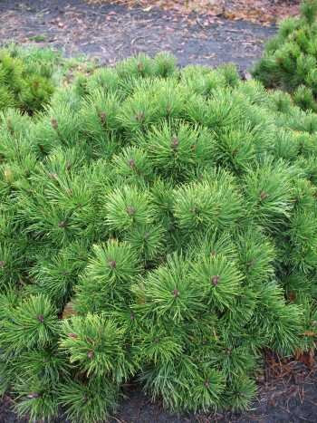 Zwergkiefer, Pinus mugo var. pumilio 25-30 cm breit im 3 Liter Pflanzcontainer