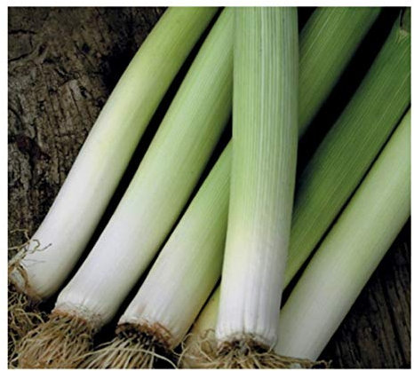 PREMIER SEEDS DIRECT - Italian Leek - CARENTAN 2-600 Finest Seeds
