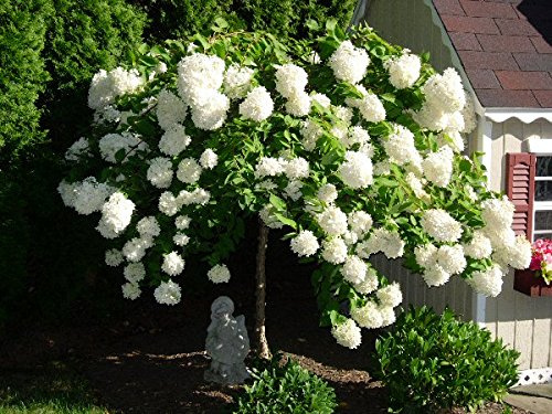 Pee Gee Hydrangea - Live Plant Shipped 2 to 3 Feet Tall by DAS Farms