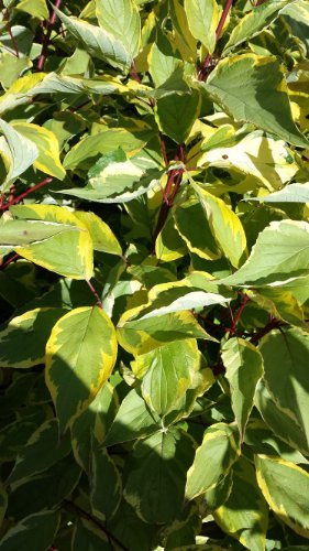 gelbbunter Hartriegel Cornus alba Spaethii 60-100 cm hoch 5 L Topf | Winterhart, robust & pflegeleicht – dekorative Rinde und schöner Laubschmuck