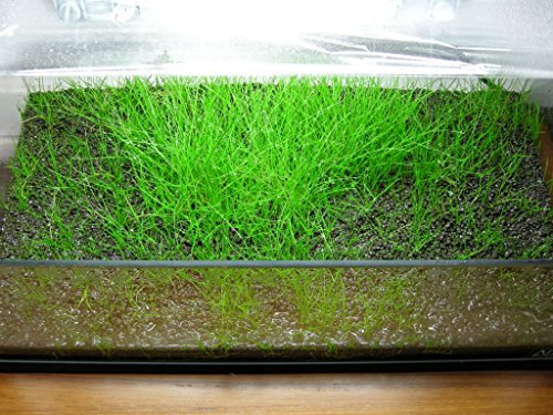 Eleocharis SP. 'Mini' - 1 Bunch - Plantas Naturales para acuarios
