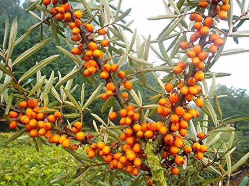 Hippophae rhamnoides 'Friesdorfer Orange' 50–60 cm – Winterhart & Mehrjährig & Pflegeleicht – Sanddorn – Heckenpflanze für Garten & Sichtschutz