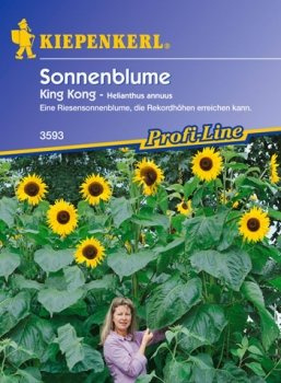Sonnenblume 'King Kong' (Helianthus annuus)