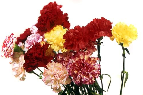 Just Seed - Flower - Carnation - Enfant De Nice Mixed - 400 Seeds