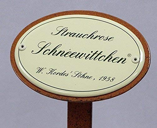 linoows Rosenschild Emaille, Strauchrose: Schneewittchen, W.Kordes`Söhne 1958