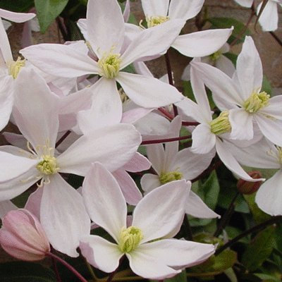 Clematis armandii 'Appleblossom' Evergreen 15cm Deep Pot Size