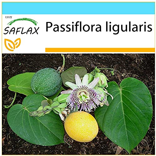 SAFLAX - Geschenk Set - Süße Granadilla - 20 Samen - Mit Geschenk- / Versandbox, Versandaufkleber, Geschenkkarte und Anzuchtsubstrat - Passiflora ligularis