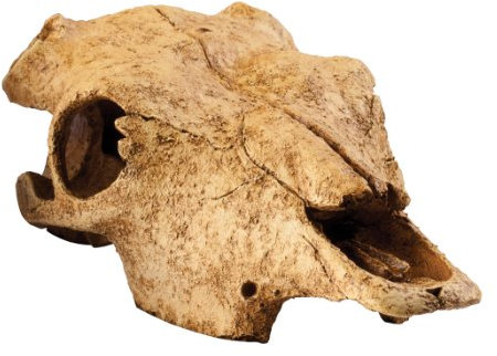 Exo Terra Büffelschädel, sicheres Versteck für Reptilien und Amphibien, groß, 1 Stück (1er Pack)