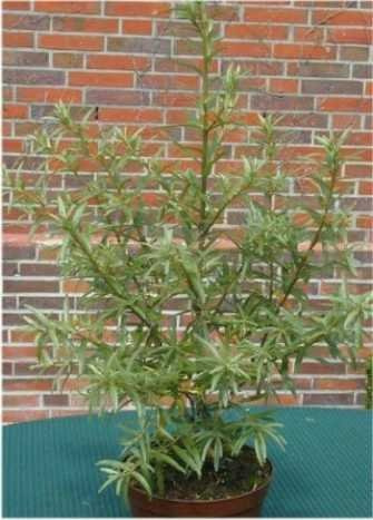 Sanddorn weiblich Hippophae rhamnoides Leikora 40-60 cm hoch 3 L Topf | Winterhart, robust & pflegeleicht – vitaminreiche Früchte, mit Dornen, ideal für Garten, Wildhecke & Naschgarten