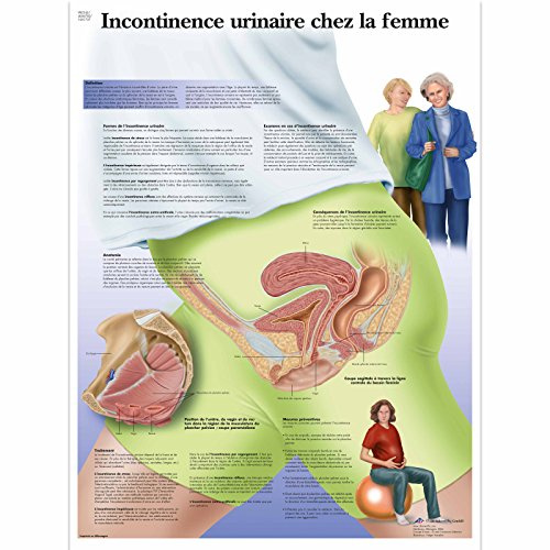 3B Scientific Incontinenza Urinaria Femminile Tavola Didattica Anatomica su Carta Laminata, Multicolore, 50 x 67 cm