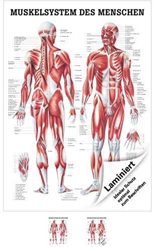 Menschliches Muskelsystem Lehrtafel Anatomie 100x70 cm medizinische Lehrmittel