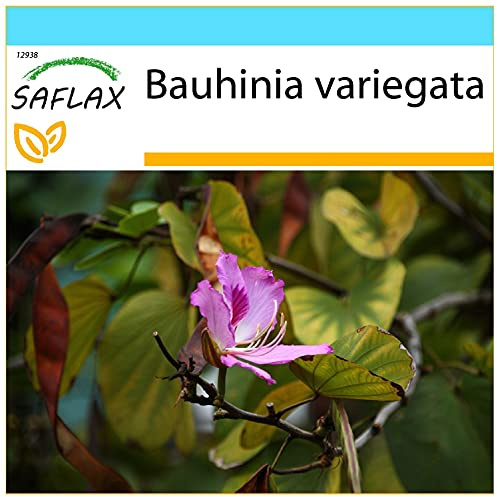 SAFLAX - Set regalo - Árbol orquídea - 8 semillas - Con caja regalo/envío, etiqueta para envío, tarjeta de felicitación y sustrato de cultivo y fertilizante - Bauhinia variegata