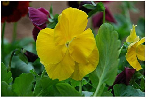 PREMIER SEEDS DIRECT - PANSY - SWISS GIANT - CORONATION GOLD YELLOW - 5000 FINEST SEEDS - BULK