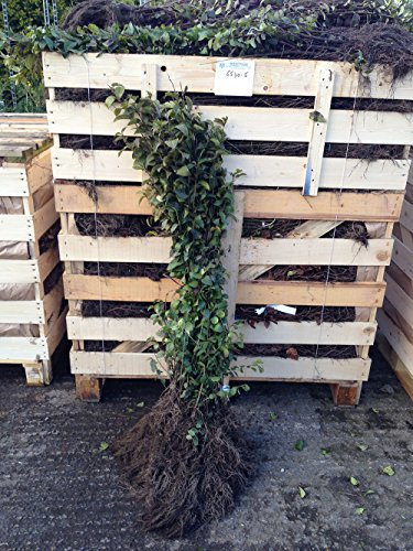 15 Green Privet Hedging Plants 3-4ft (90-120cm) Ligustrum ovalifolium