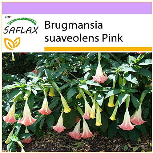 SAFLAX - Engelstrompete/Pink - 10 Samen - Brugmansia suaveolens Pink