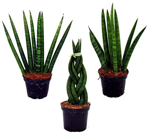 Sansevieria cylindrica Pfiffiges 3er Set 6,5cm Topf Bogenhanf