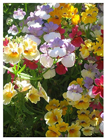 PREMIER SEEDS DIRECT - NEMESIA - STRUMOSA - Carnival Mixture - 3500 Seeds