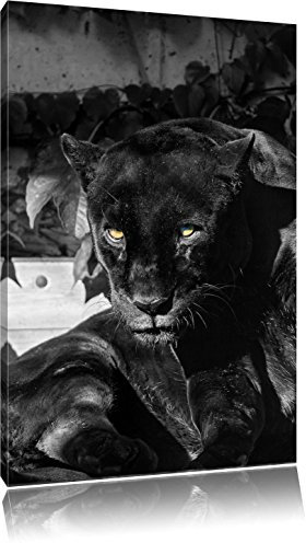 Pixxprint schwarzer Panther B&W, Größe: 100x70cm, Leinwandbild, fertig gespannt, Wandbild, Dekoration, Kunstdruck, kein Poster