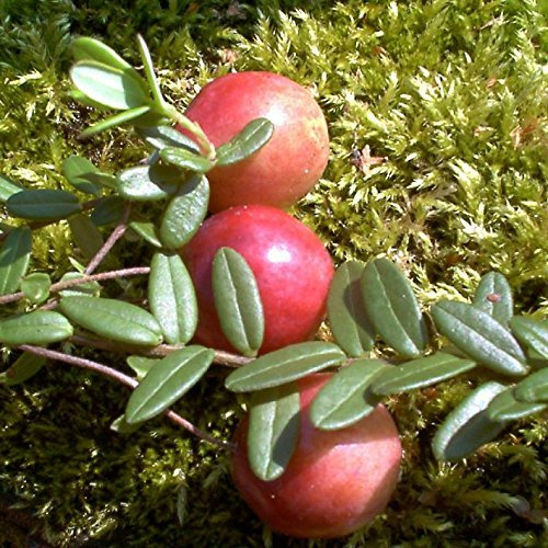 Cranberry Strauch Cranberry - 20 cm rotes Beerenobst Gartenpflanze 1 Pflanze