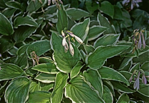 Staudenkulturen Wauschkuhn Hosta fortunei 'Moerheim' - Funkie - Staude im 11cm Topf