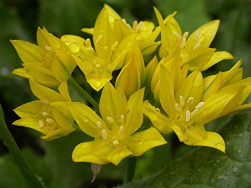 Allium moly, also known as golden garlic and lily leek Bulbs,Perennial in Zones 10 (25, 1)