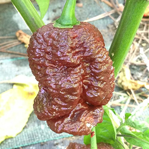 GRAINES DE PIMENT-BIG BLACK MAMA-BIG MAMA MUSTARD