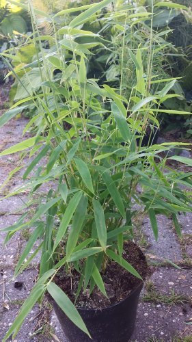 Bambus China Rohrgras Fargesia murielae Simba 40-60 cm hoch im 3 Liter Pflanzcontainer