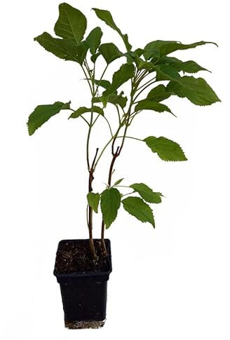 Schneballhortensie - Annabelle - Pflanze sehr beliebte Hortensie große weiße Blüten