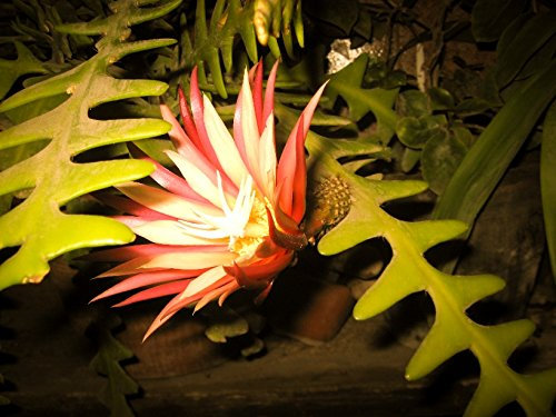 Epiphyllum Anguliger Fishbone Succulent Zig Zag Cactus Hanging Plant Rare Seeds