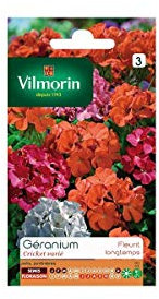 Vilmorin - Semi Geranio Cricket Multi