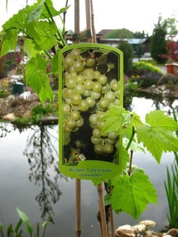 Vitis vinifera ‘Lakemont’ 80 cm, 3 L Topf – Winterhart & Mehrjährig – Tafeltraube kernlos – Kletterpflanze für Pergola & Rankhilfe