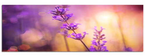 150x50cm PANORAMA BILD XXL TOP Bilder neu (Flieder und Lavendelfarben) NEU Wandbild xxl günstig & modern ART PRINT Wandbilder Bilder EXKLUSIVES Fotowandbild auf Leinwand und Keilrahmen Bild Leinwandbild Fotodruck modern Zeitlos Stilvoll wie ein Gemälde Ausführung schöner Kunstdruck auf echter Leinwand als Wandbild mit Rahmen. Preiswerter als Ölbild Gemälde Foto Poster Plakat mit Bilderrahmen.