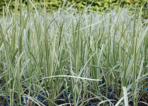 WASSERPFLANZEN WOLFF - 4er-Set im Gratis-Pflanzkorb - Glyceria maxima 'Variegata' - buntlaubiger- Wasserschwaden