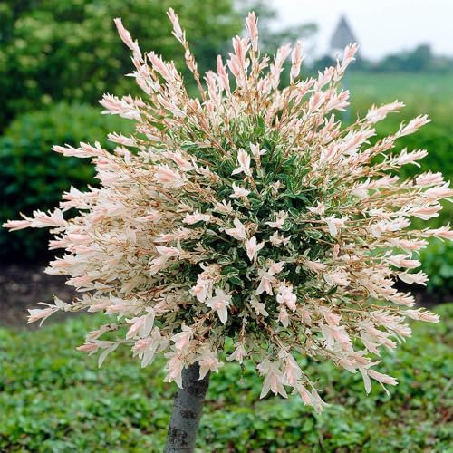 YouGarden 80-90cm Flamingo Willow Tree in 3 Litre Pot. Salix Integra 'Hakuro-nishiki' Exotic Patio Plant for Garden. Plants Outdoor Garden Ready