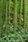 100 semillas de bambú de madera china (Phyllostachys Vivax)