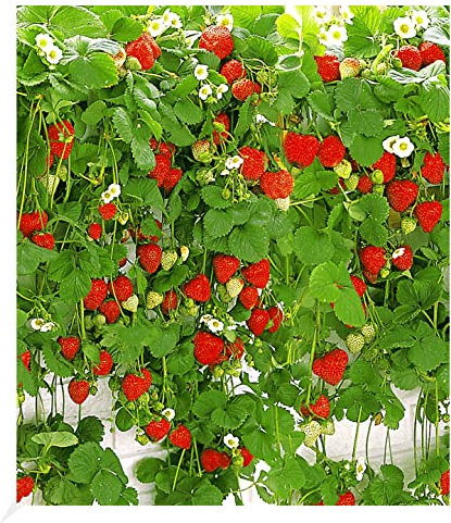 BALDUR Garten Hänge-Erdbeere Hummi®, 3 Pflanzen Fragaria rankend, schnellwachsende, selbstfruchtend, winterhart, extra lange & starke Ranken, Fragaria x ananassa