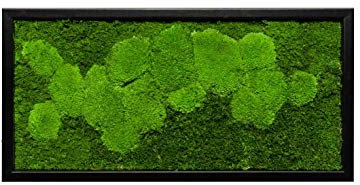 Moosbild Wandbild mit Moos Kugelmoos Moosplatte Pflanzenbilder Moosbilder versch. Maße günstig (60x30 cm, schwarz)