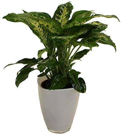 Dieffenbachia mit Dekotopf, weiß, Zimmerpflanzen