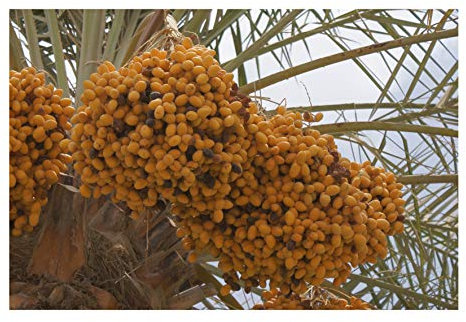Echte Dattelpalme Frische Samen ***Mengen Auswahl*** Phoenix dactylifera (50)