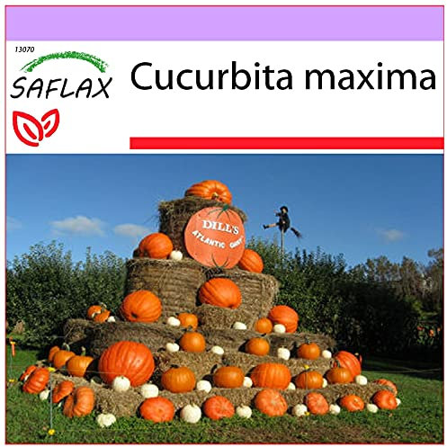 SAFLAX - Calabaza Atlantic Giant - 7 semillas - Cucurbita maxima