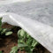 TENAX Ortoclima Plus 1,60x10 m Blanc, Voile d'Hivernage pour Plantes et Cultures, en Tissu Non Tissé 30 g/m², Protège Les Plantes, Fleurs et Légumes du Froid, du Gel et du Vent