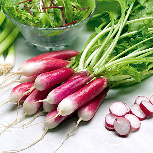 Suttons Radish Seeds French Breakfast 3 Vegetable Seeds, Approx. 450 Seeds per Pack, Grow Your own Radish Plants from Seed, Ideal for Containers, Beds and Borders, Greenhouses