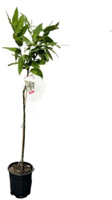 Tropictrees - Castanea Sativa - Kastanienbaum 140/150 cm - Winterhart - Esskastanie - Nussfrucht - Edelkastanie - Maronen - Obstbaum - Laubbaum - Essbare Kastanien - Nussfrüchte