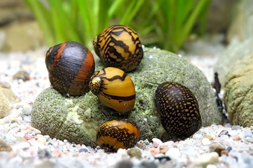 TOP Algenkiller! Batik-Schnecke - Neritina variegata - 5 er Gruppe