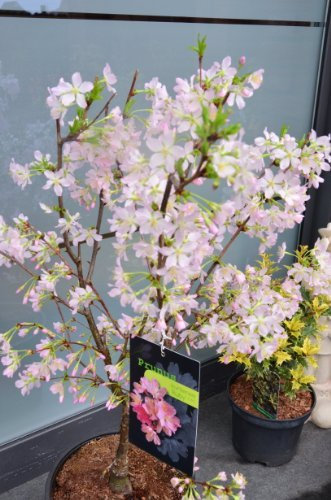 Japanische Zierkirsche Prunus kurilensis Ruby 60-80 cm hoch im 5 Liter Pflanzcontainer