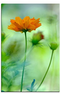 Paul Sinus Art 120x80cm - WANDBILD Blume orange Hintergrund grün - Leinwandbild auf Keilrahmen modern stilvoll - Bilder und Dekoration