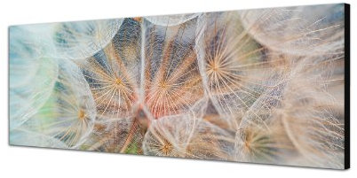 Augenblicke Wandbilder Keilrahmenbild Wandbild 150x50cm Pusteblume Löwenzahn weich Nahaufnahme