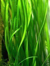 5 Bunde Vallisnerien gigantea, Wasserpflanzen